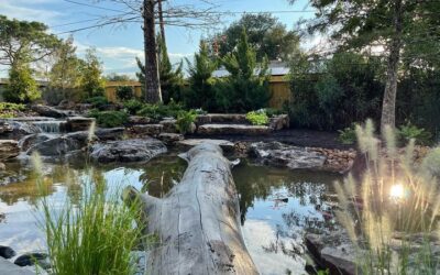 Our Core Philosophy: Building Low-Maintenance Ecosystem Ponds That Work With Nature