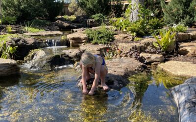 Recreation Pond Safety: Chemical-Free Swimming and Low-Maintenance Care