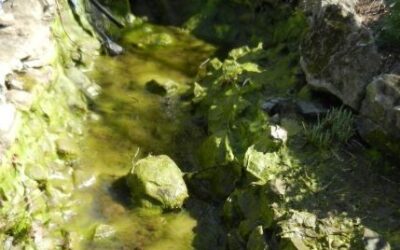 The Ecosystem Approach: Best Way to Handle Persistent Algae Problems in Your Pond