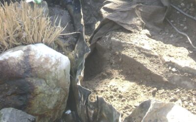Pond Leaks: Causes, Detection, and Professional Repair in South Texas
