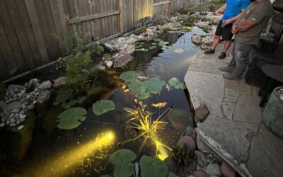 What is the Ideal Depth and Size for a Healthy Koi Pond in South Texas?