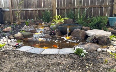 Pond Repair vs. Pond Renovation: Choosing the Right Fix for Your Water Feature