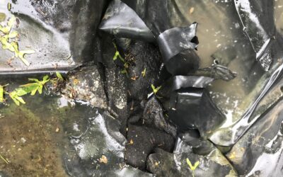 The Top 4 Issues: When Your Water Feature Needs Professional Pond Repair