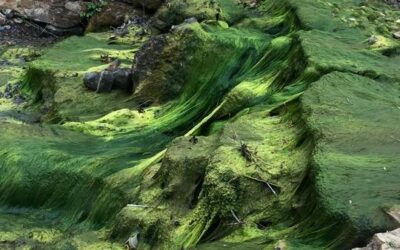The Natural Defense: How Our Algae Control Works Without Harsh Chemicals